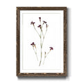 Framed Print - 27.5X37.5 - Walnut L286