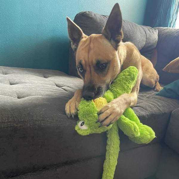 Dog Toy G260