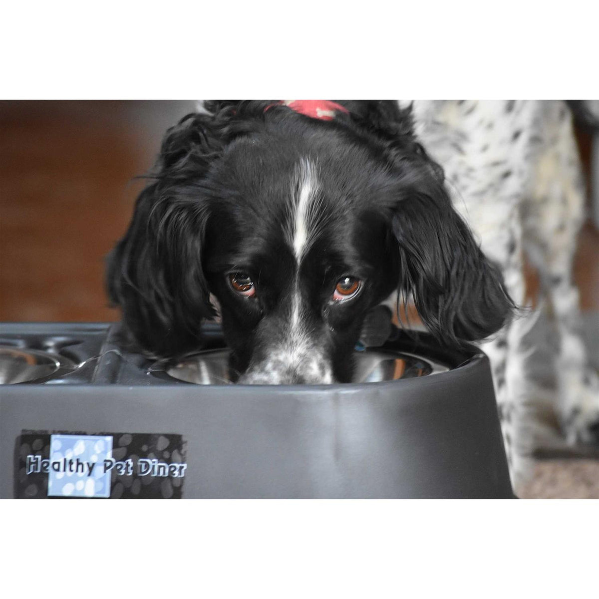 Elevated Dog Feeder H236111