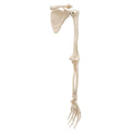 Arm Skeleton with Scapula and Clavicle N7040