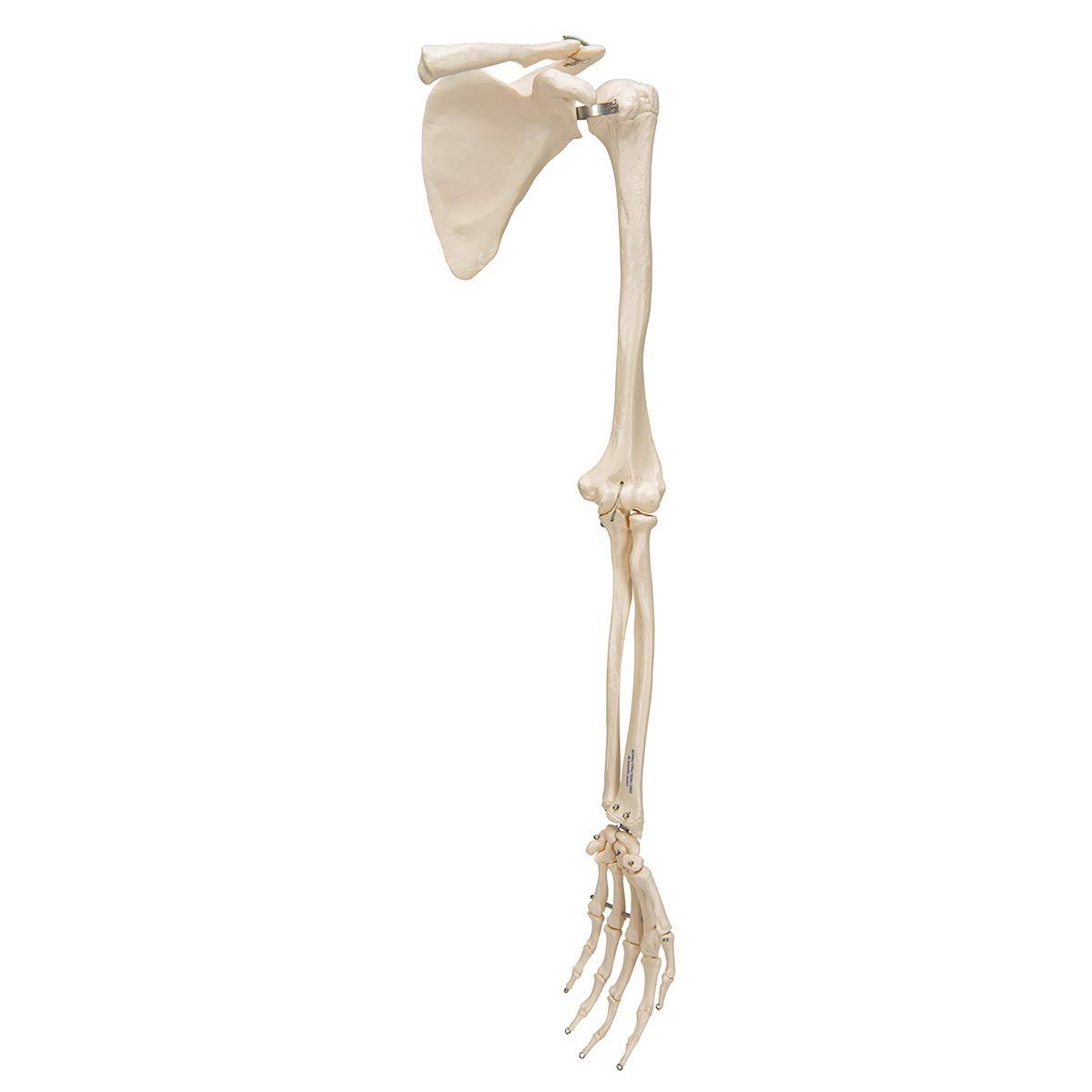 Arm Skeleton with Scapula and Clavicle N7040
