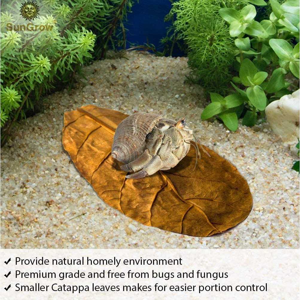 Hermit Crab & Snail Catappa Leaves U5683
