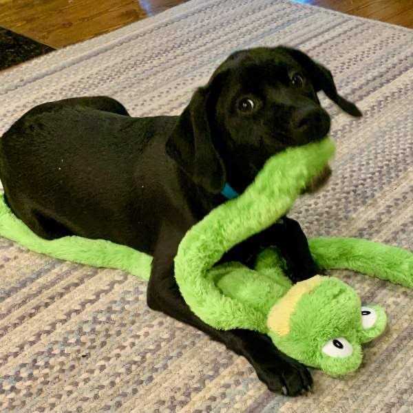 Dog Toy G260